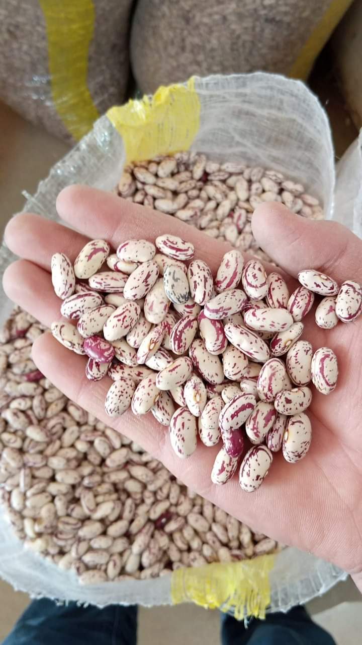 Colored beans