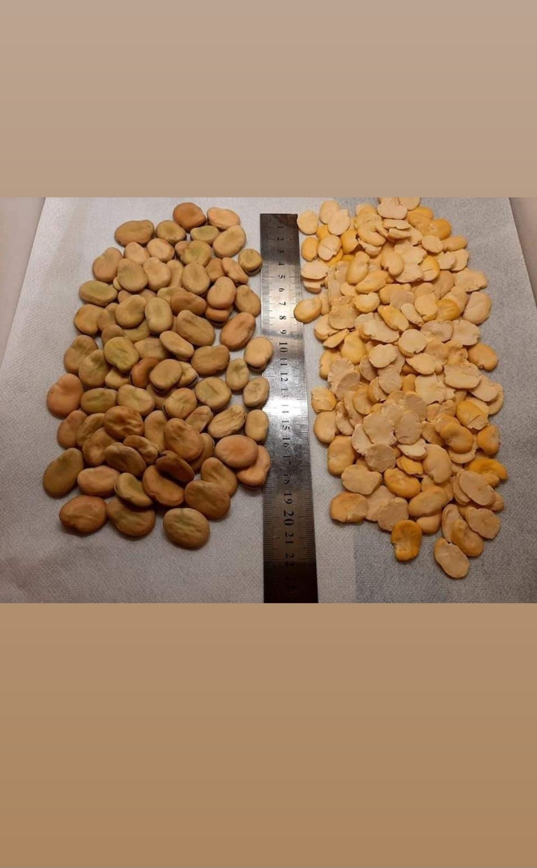 Whole and Split broad beans