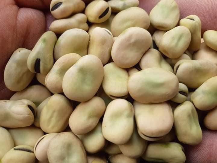 Whole faba beans