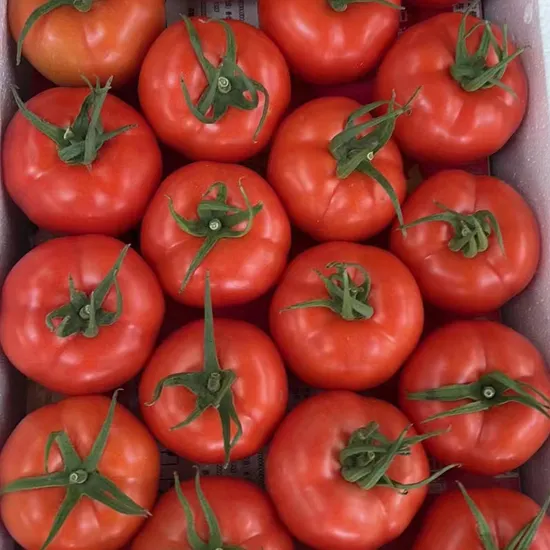 ‪tomatoes
